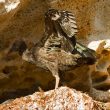 L’unique colonie européenne « naturelle » d’Ibis chauves se porte bien