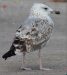 Goéland pontique | Larus cachinnans | Caspian Gull