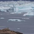 Faucon gerfaut dans son environnement arctique