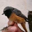 Identification d’un hybride de Rougequeue noir et de Rougequeue à front blanc en Espagne