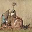 Vautour de Rüppell juvénile dans le Larzac