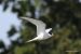 Sterne arctique | Sterna paradisaea | Arctic Tern