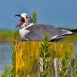 Mouette atricille baillant