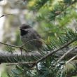 Mésange à tête brune