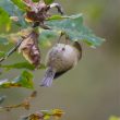 Roitelet huppé cherchant des pucerons