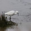 Aigrette garzette