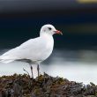 Mouette mélanocéphale adulte en plumage hivernal