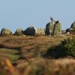 Faucon pèlerin sur l’île d’Ouessant