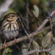 Pipit à dos olive dans le Morbihan