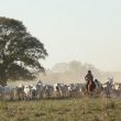 Observer les oiseaux dans le Pantanal brésilien