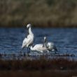 Spatules blanches dans le Morbihan