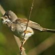 Fauvette grisette dans la Brenne