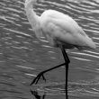 Grande Aigrette dans la Brenne