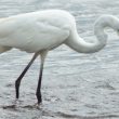 Grande Aigrette dans la Brenne