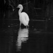 Aigrette garzette dans la Brenne