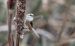 Rémiz penduline | Remiz pendulinus | Eurasian Penduline Tit