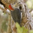 Le Pic à ventre roux, un important prédateur de certains passereaux nord-américains ?