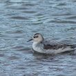 Phalarope à bec large