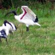 Un Ibis sacré… pour la couleur du dessous de son aile