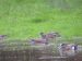 Canard à front blanc | Mareca americana | American Wigeon