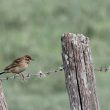 Pipit de Richard