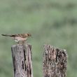 Pipit de Rchard dans la Somme