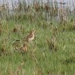 Pipit de Richard dans la Somme