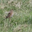 Pipit de Rchard dans la Somme