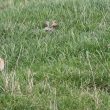 Pipit de Rchard dans la Somme