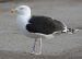 Goéland marin | Larus marinus | Great Black-backed Gull