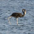 Un Flamant rose entièrement noir dans le sud d’Israël !