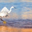 Aigrette garzette s’envolant