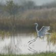 Grande aigrette dans le Cotentin