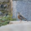 Accenteur alpin à Briançon