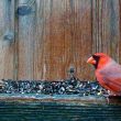 Cardinal rouge à la mangeoire