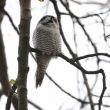 Afflux de Chouettes épervières dans le nord de l’Europe durant l’automne 2013