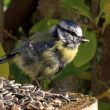 Mésange bleue à la mangeoire