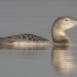 Plongeon à bec blanc juvénile sur le lac du Der