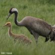 La Grue cendrée niche à nouveau en Écosse après plus de 500 ans d’absence