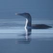 Plongeon à bec blanc juvénile sur le lac du Der