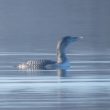 Plongeon à bec blanc juvénile sur le lac du Der