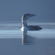 Plongeon à bec blanc juvénile sur le lac du Der