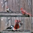 Conflit entre un Cardinal rouge et un Pic à ventre roux