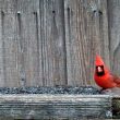 Cardinal rouge mâle et Junco ardoisé