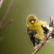 Chardonneret jaune