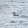 Plongeon à bec blanc : quel oiseau impressionnant !