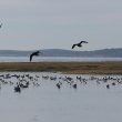 Bernaches cravants sur le Bassin d’Arcachon