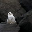 Un Harfang des neiges à Zeebruges