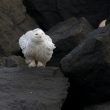 Un Harfang des neiges à Zeebruges