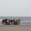 Ornithologues observant et photographiant le harfang de Zeebruges